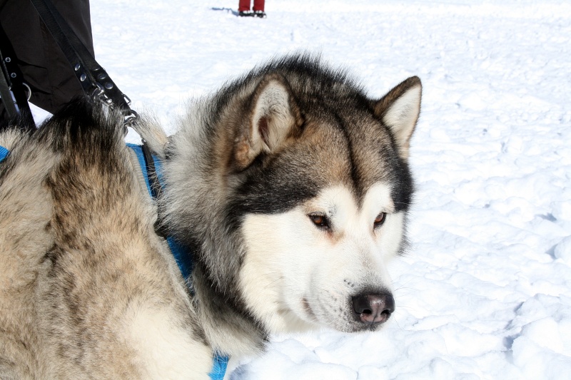 10° MALAMUTE DAY Img_1311