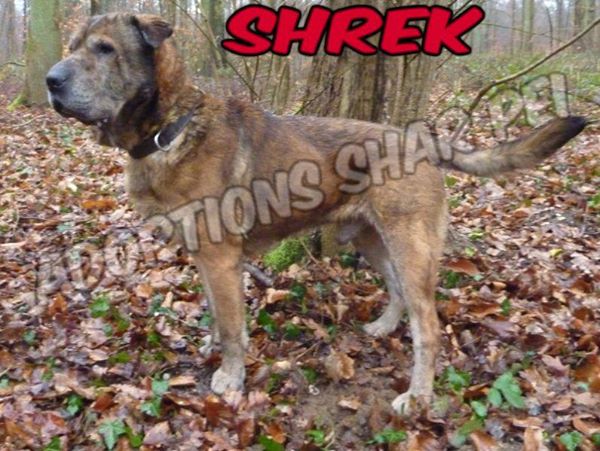 Shrek Caa xsharpei 5 ans (60) Refuge de Compiègne 15455410