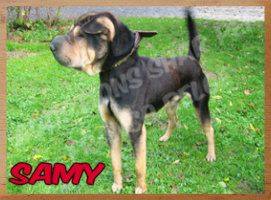 Samy xsharpei 2 ans   Chiens Perdus Sans Collier asbl 15517411