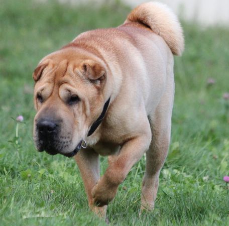 ELVIS 4 ans (67) SPA DE SAVERNE Elvis-12