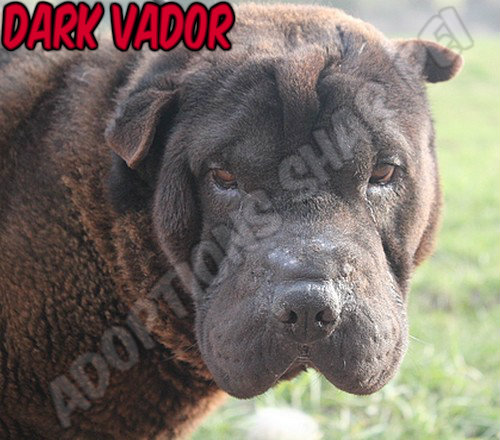 Dark Vador 6 ans (57) Refuge  de Thionville Get-a102