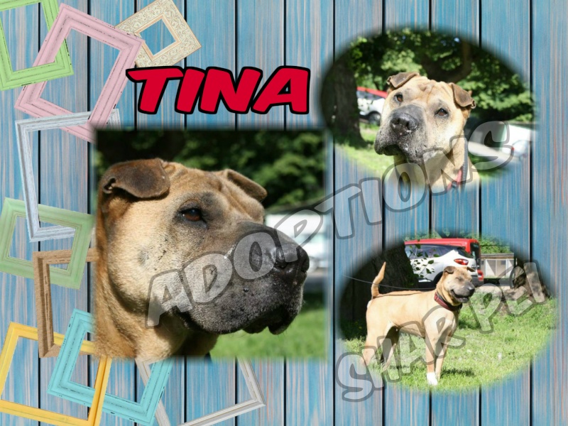 Tina 8 ans (67) SPA de Strasbourg Get-a167