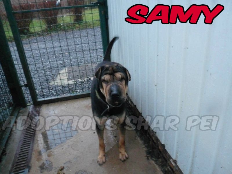 Samy xsharpei 2 ans   Chiens Perdus Sans Collier asbl Get-at61