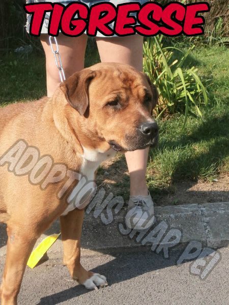 Tigresse xsharpei 5 ans 1/2  (62) S.P.A Le Brockus -Saint Omer     Get-at67