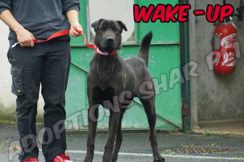 Wake-up 4 ans xsharpei (37) Refuge " MME Roger Butet"Luynes Get-at70