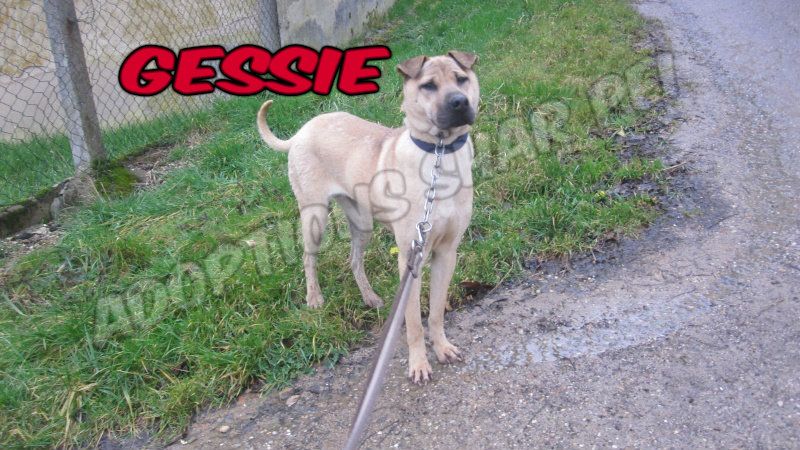 Gessie xsharpei 2 ans (54) Refuge de L Amance Get-at84