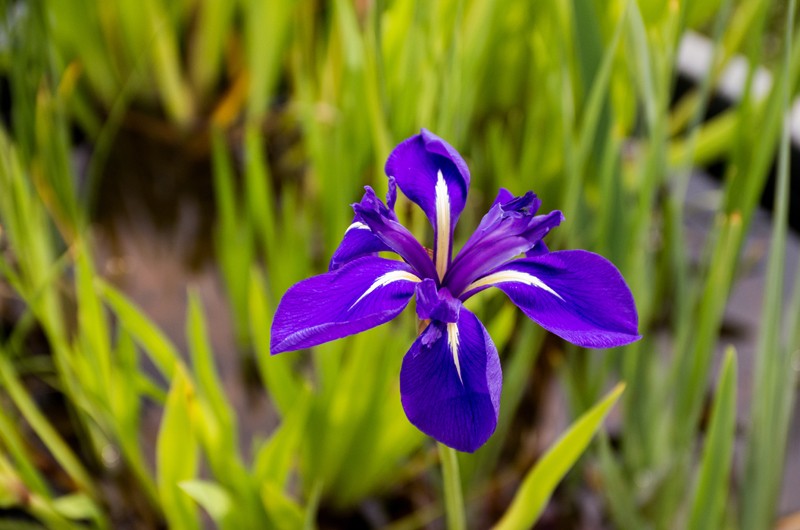 Iris Imgp3823