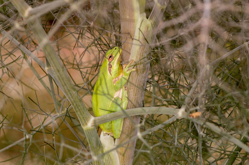 Cachée dans un fenouil Imgp4025