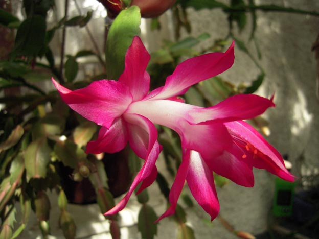 Schlumbergera - le genre - cactus de Noël - Page 4 1pr_ma10