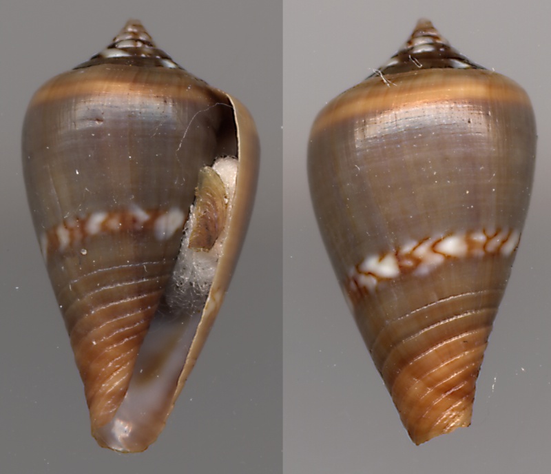 Conus (Lautoconus) antoniomonteiroi  Rolán, 1990 Antoni10