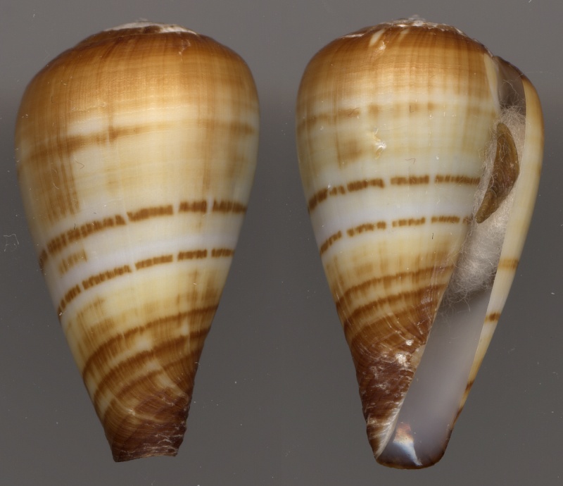 Conus (Lautoconus)  chytreus  Tryon, 1884 Cf_var10