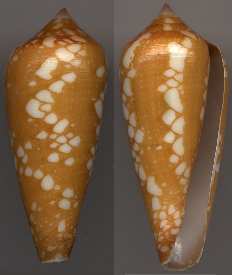 Conus (Darioconus) crocatus   Lamarck, 1810 - Page 4 Crocat10