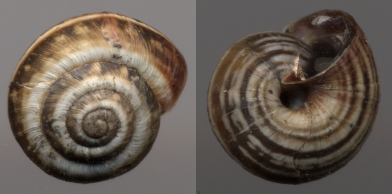 Cernuella virgata (Da Costa, 1778) Escarg11