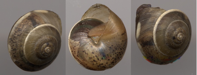 Hygromia cinctella (Draparnaud, 1801)  Escarg13
