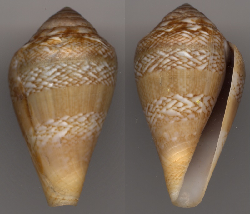 Conus (Lautoconus) cacao  Ferrario in Angeletti and Ferrario, 1983 Lamarc10