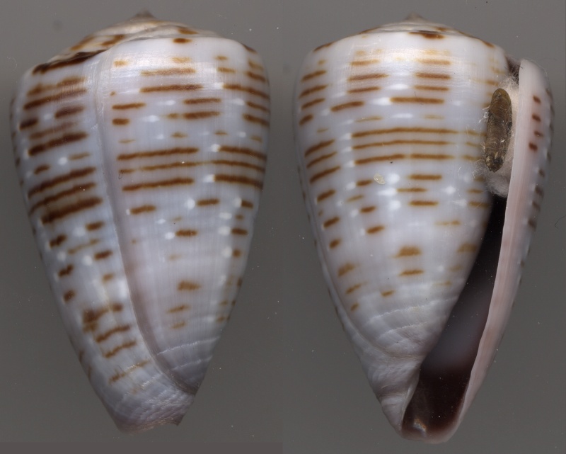 Trovaoconus pseudonivifer (Monteiro, Tenorio & Poppe, 2004) Pseudo10