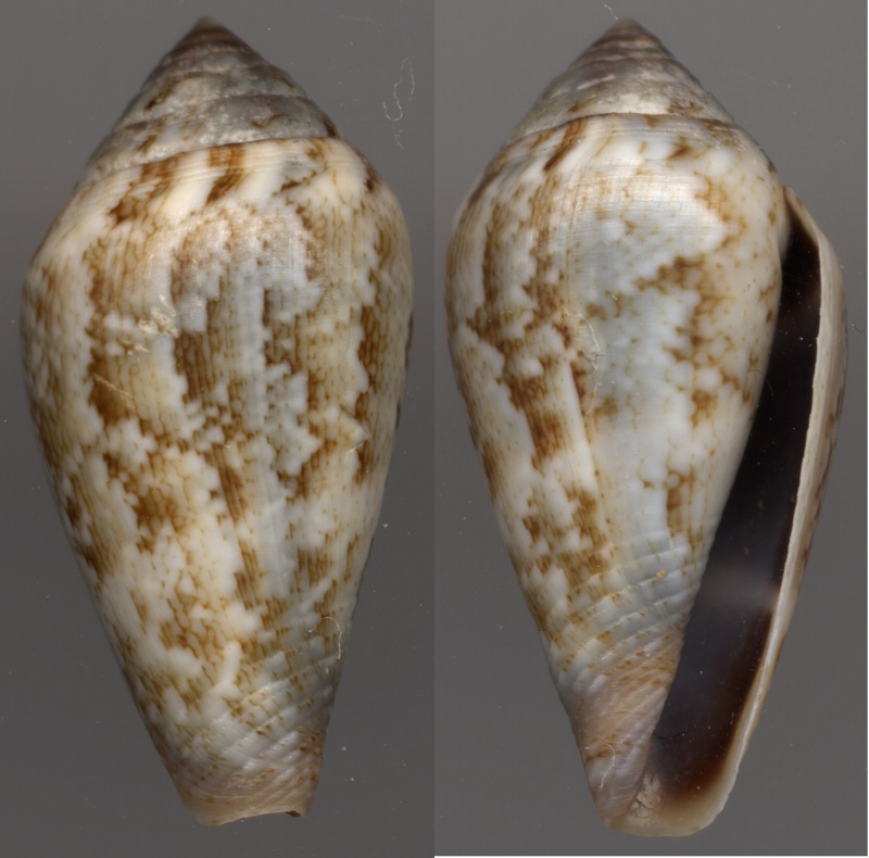 Conus (Lautoconus) ventricosus Gmelin 1791 - Page 5 Ventri10
