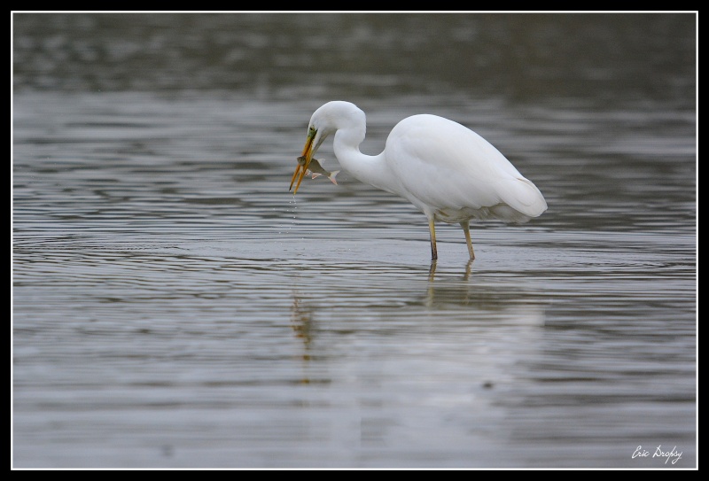 Aigrette Dsc_9510