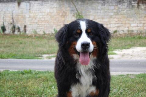 Bouvier Bernois