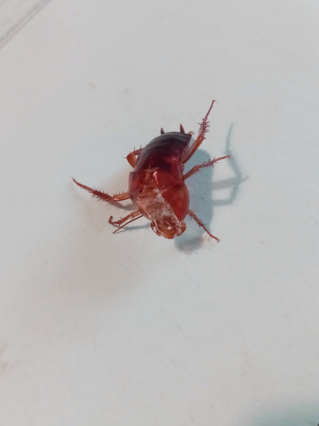 Mon élevage de blattes Red Runners Img_2084