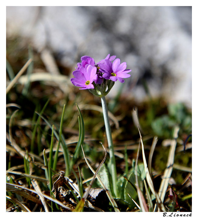 Fleur à identifier Inconn10