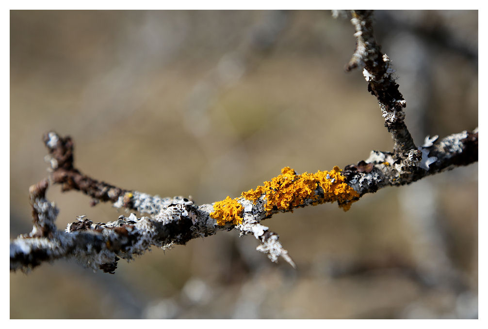 Lichen Test0110