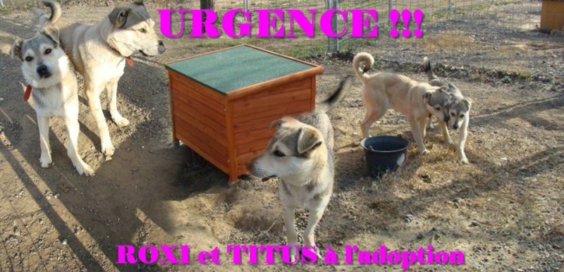 TITUS croisé berger husky (m)né en juin 2012 - Asso 26  ADOPTE - Page 2 Titus_10