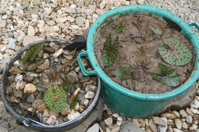 Panier pour plantes de bassin Img_5111