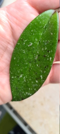 Hoya bekommt schwarze Flecke auf den Blättern 20210510