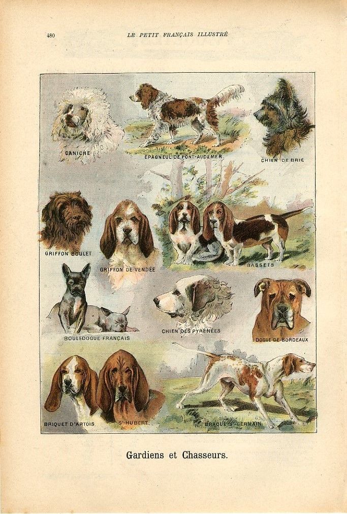 Antique print 1902 - Dogue de Bordeaux _5710