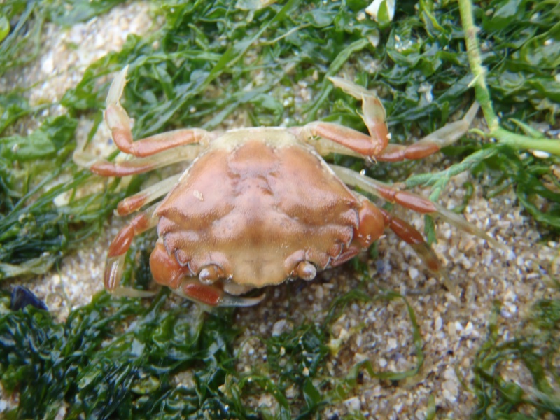 crabe vert P9130010