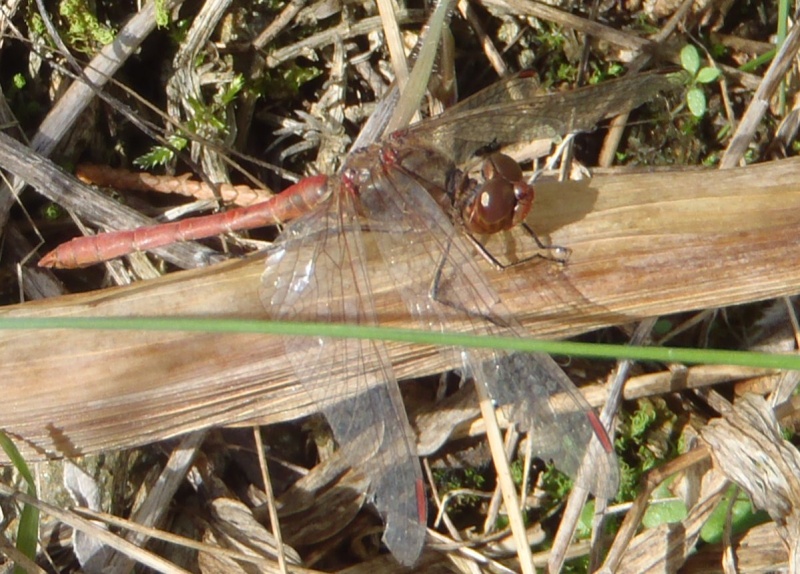 [Sympetrum meridionale] Sympétrum méridional? Pa290010