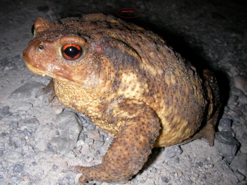 [Bufo spinosus] croooâââââ ? Sany0017