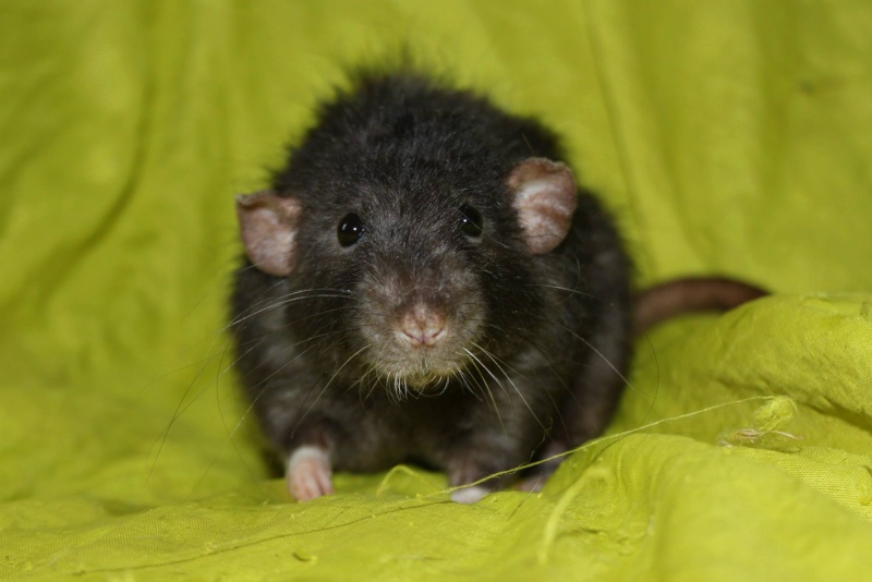 Recherche raton femelle (76) 12930210