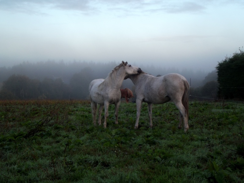 les chevaux sont arrivés 05_10_12