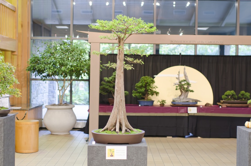 American Bonsai at the NC Arboretum - Page 5 Small_28