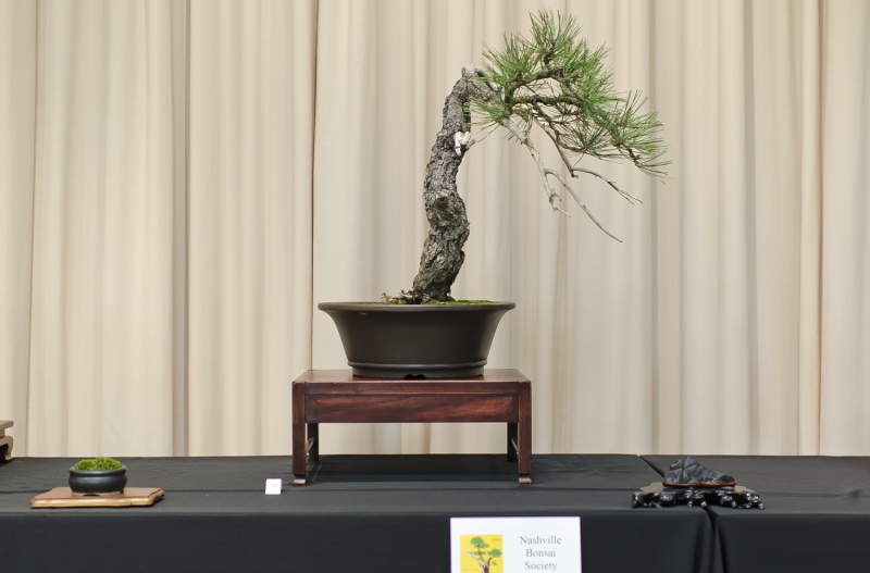 American Bonsai at the NC Arboretum - Page 5 Small_32
