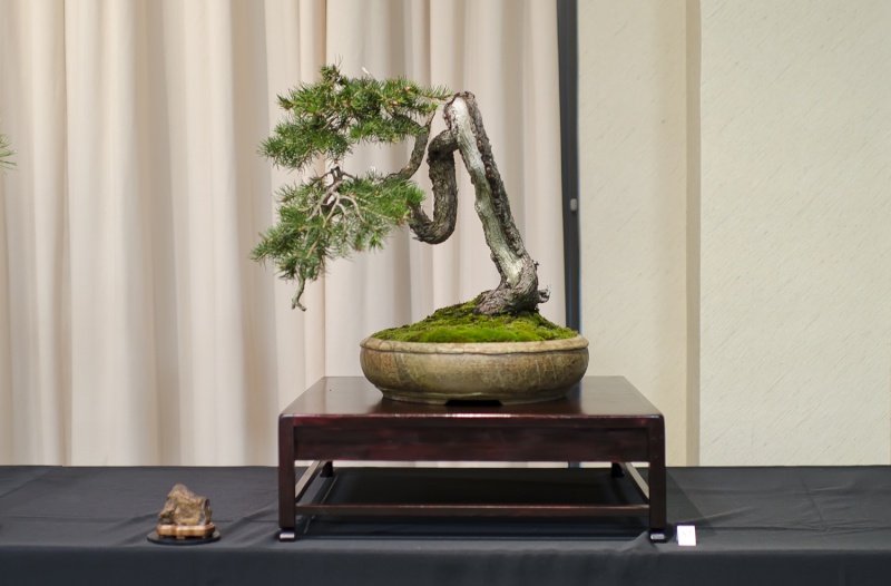 American Bonsai at the NC Arboretum - Page 5 Small_33
