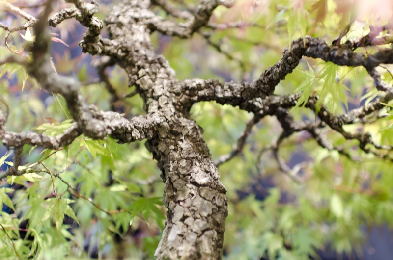 American Bonsai at the NC Arboretum - Page 5 Small_37