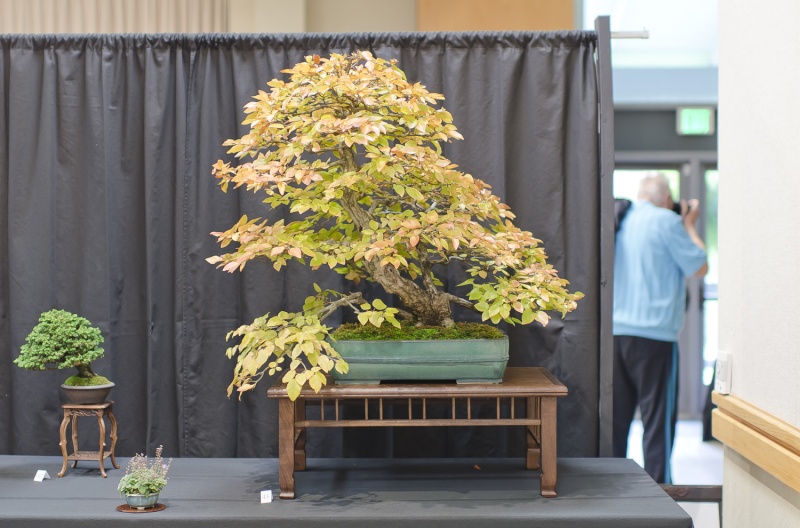 American Bonsai at the NC Arboretum - Page 5 Small_40