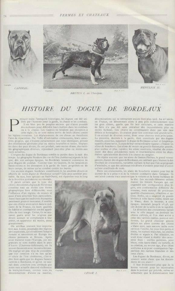 histoire du dogue de bordeaux Histor10