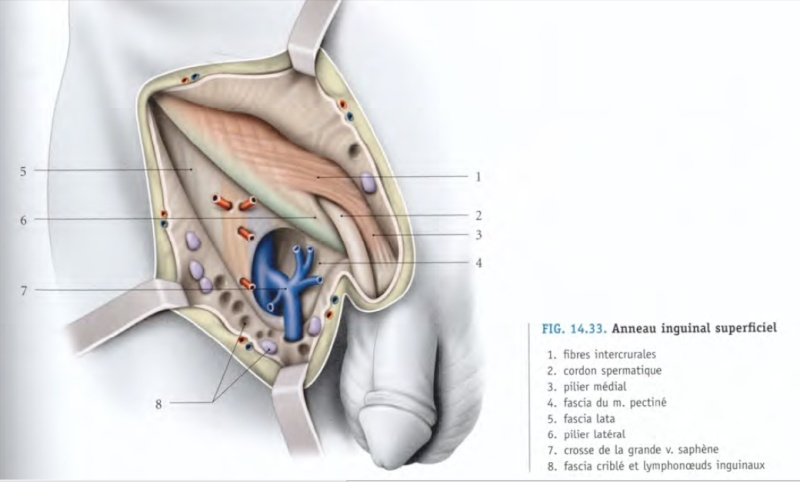 Cordon spermatique, canal inguinal Orific10