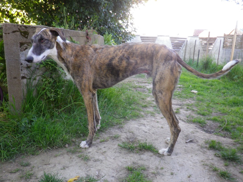 Iman à la Cour du Roi Boulou (galgo) - Page 8 Imgp0229