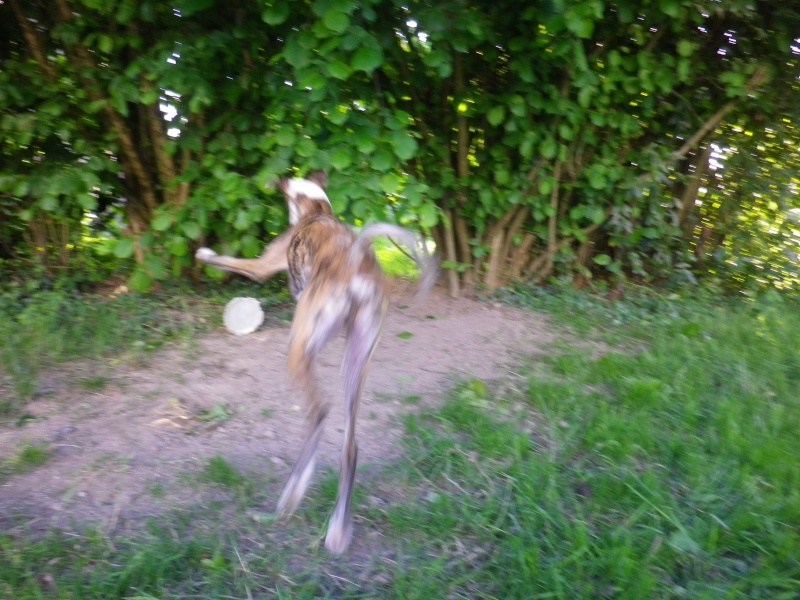 Iman à la Cour du Roi Boulou (galgo) - Page 8 Imgp0233