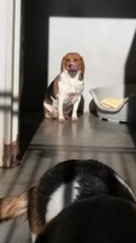 KATOU - beagle 5 ans - Refuge de l'Angoumois à Mornac (16) Beagle14