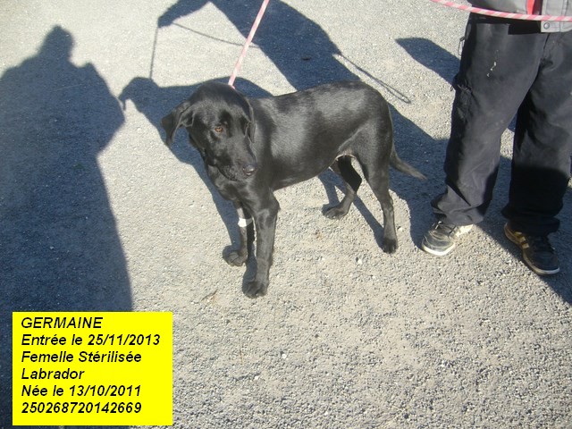 GERMAINE Labrador noire 250268720142669 Bulle_10