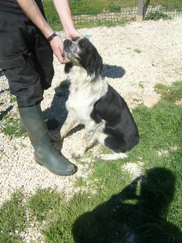 HERMANA xBorder/Epagneul noir/blanc 250269810517392 Herman14