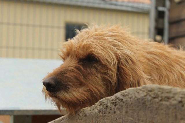 DAISY - x basset griffon fauve de Bretagne 6 ans - Refuge de l'Angoumois à Mornac (16) Img_0912