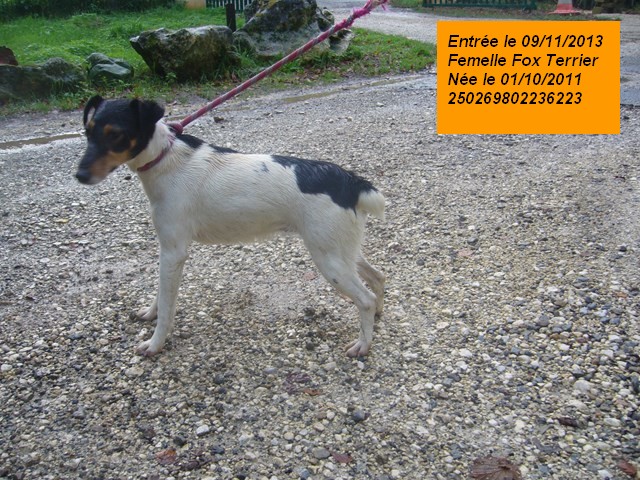 GAMINE Fox Terrier 250269802236223 P1190225