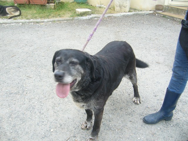 CHUPA  -  croisée  Labrador  8 ans  -  Refuge  de  L'  ANGOUMOIS  A  MORNAC  (16) Pic01612